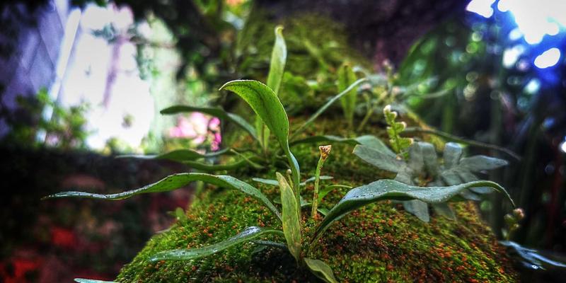 张家界杨家界峰墙奇观徒步攻略：探秘天然长城，征服乌龙寨险峻地势的绿色之旅